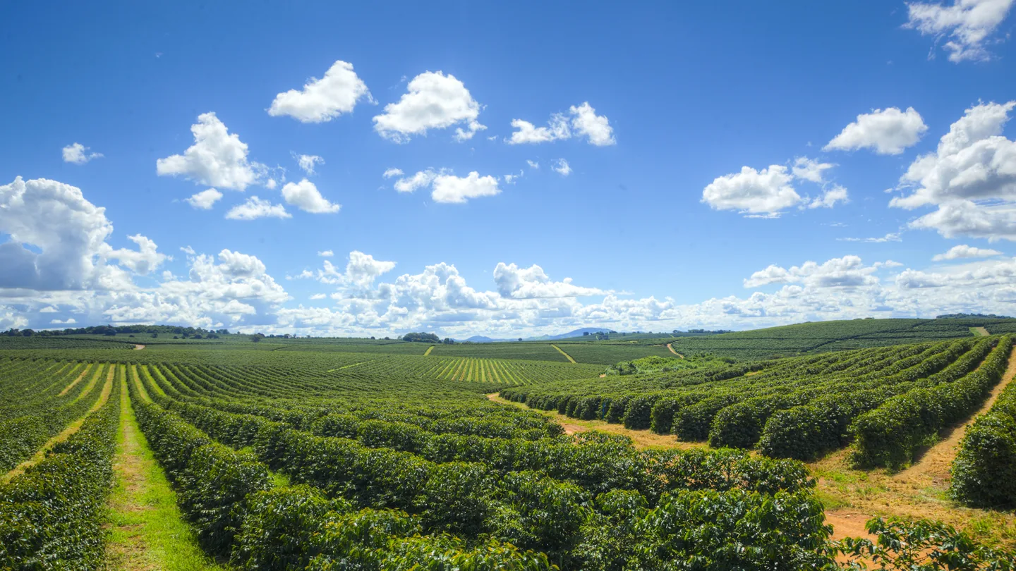 Sweeping coffee fields under a blue sky
