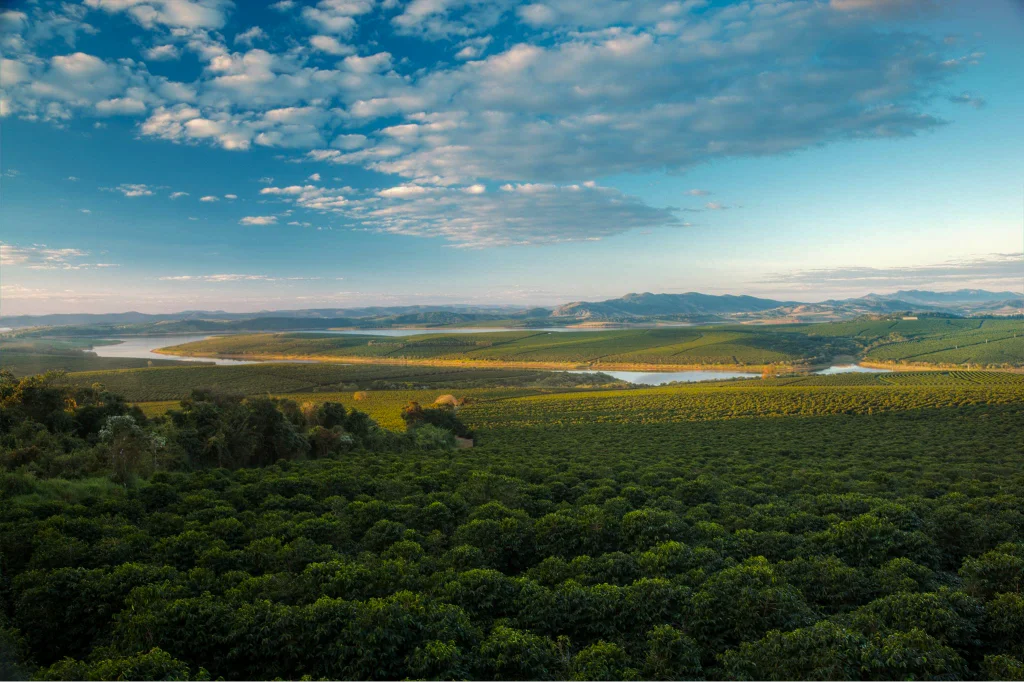 Coffee farm landscape