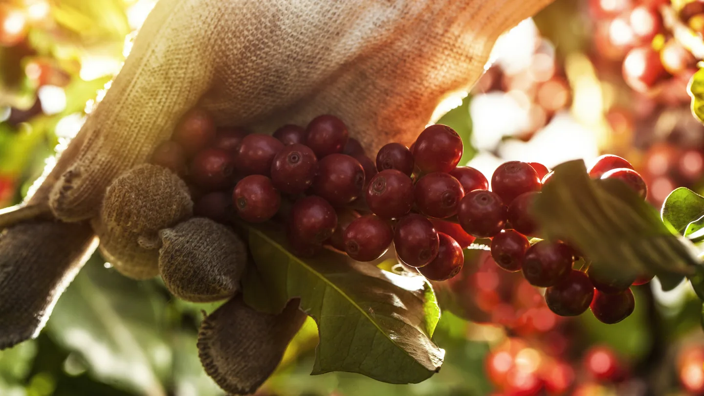 Hand picking ripe red coffee cherries from a branch