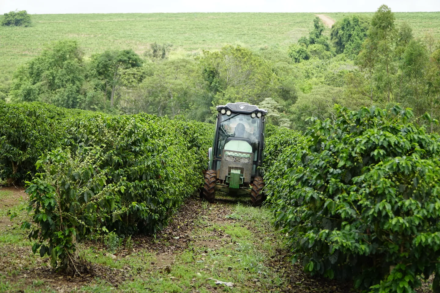 Panoramic vista across the Ipanema farm